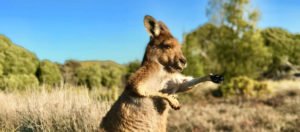 Fun-Facts über Australien | Das hättest du nie gedacht